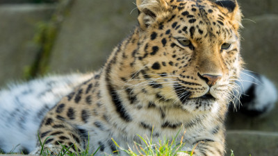 Amur leopard