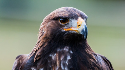 Golden eagle portrait