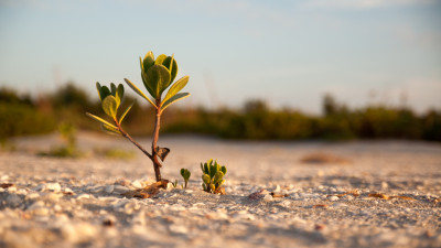 Mangrove on the sandy beach