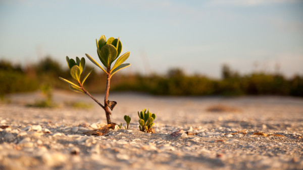 Mangrove on the sandy beach
