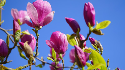 Magnolia flowers