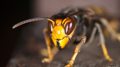 Asian hornet