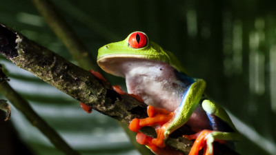 Red eyed tree frog