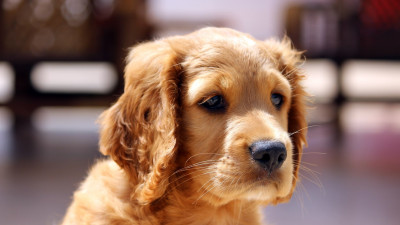 Photos with animals and birds