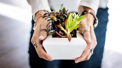 Pots with ornamental plants