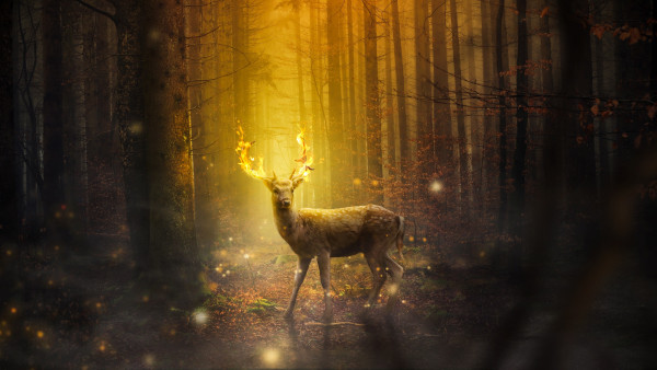 Fantasy, stag, horns, flames