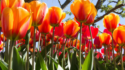 Tulip festival from Skagit County, Washington