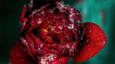 Droplets on flower petals