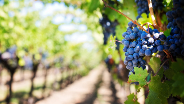 Grapes in vineyard