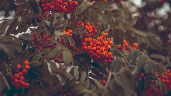 Rowan fruits
