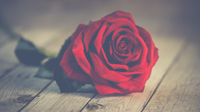 Perfect red rose