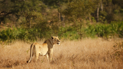 Lioness in Kruger National Park