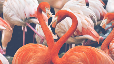 Flamingo birds