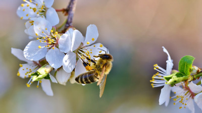 Spring, bee, blossoms, flower