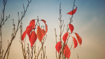 Autumn leaves on tree branches