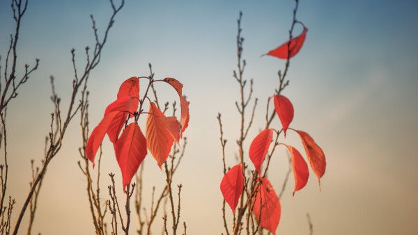 Autumn leaves on tree branches