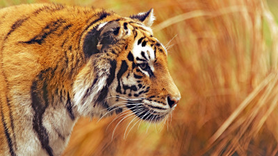 Bengal tiger