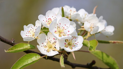 Pear blossom