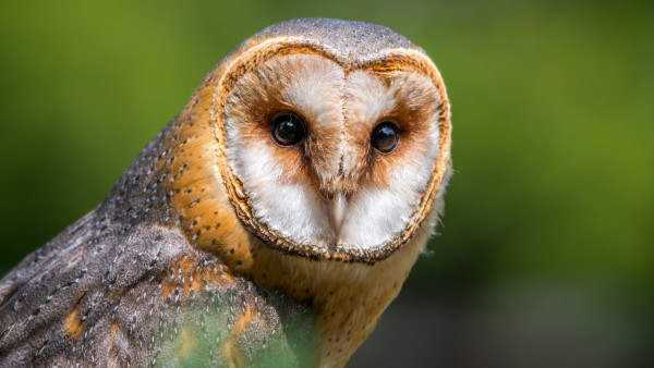 Barn Owl