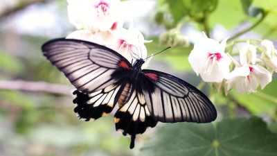 Butterfly on a white flowers
