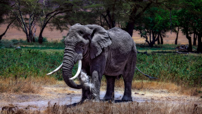 Large elephant in Serengeti National Park