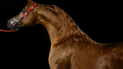 Arabian horse