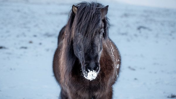 Icelandic horse