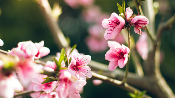 Natural flowers in tree
