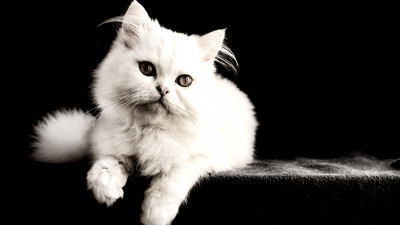White cat
