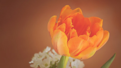 Orange tulip
