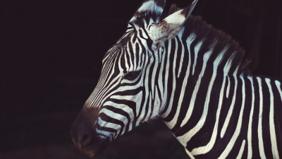 Zebra portrait from Greeneville Zoo, USA