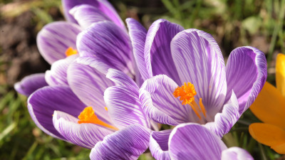 Beautiful crocuses