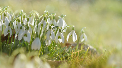 Snowdrops