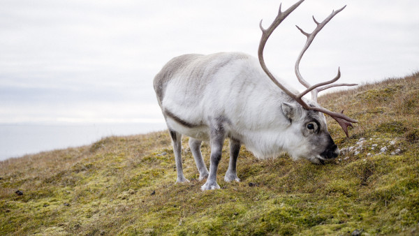 Reindeer
