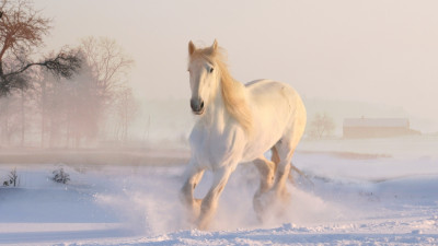 White horse running through snow