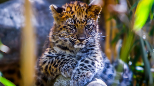 Leopard cub