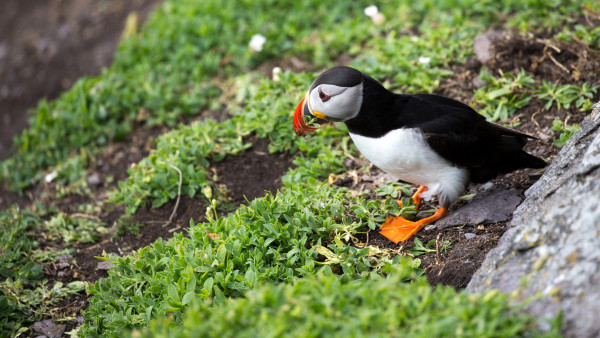 Puffin in Ireland
