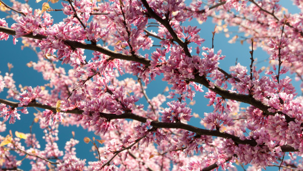 Pink blossoms