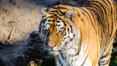 Siberian tiger at Zoo
