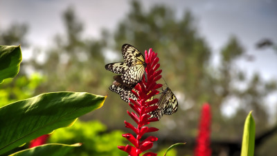 Butterflies on red flowers