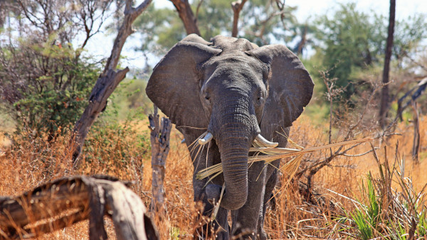 Elephant in Okavango Delta