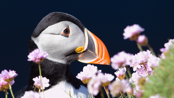 Puffin from Shetland archipelago