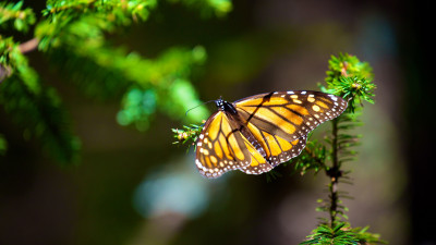 Monarch butterfly