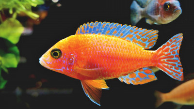 Fairy Wrasse fish