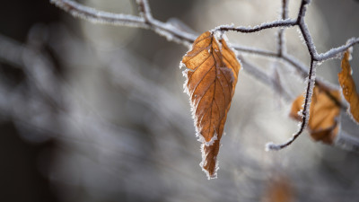 Dried leaves
