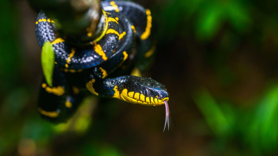 Mangrove snake