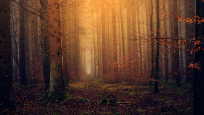 Landscape from dreamy forest