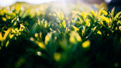 Sun light between green leaves