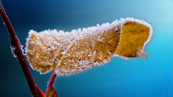 Frosted leaf