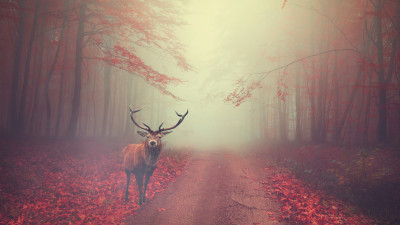 Beautiful stag in the Autumn landscape